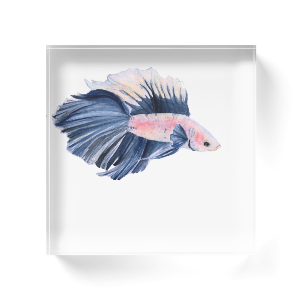 ベタダークブルー*アクリルアクアリウム