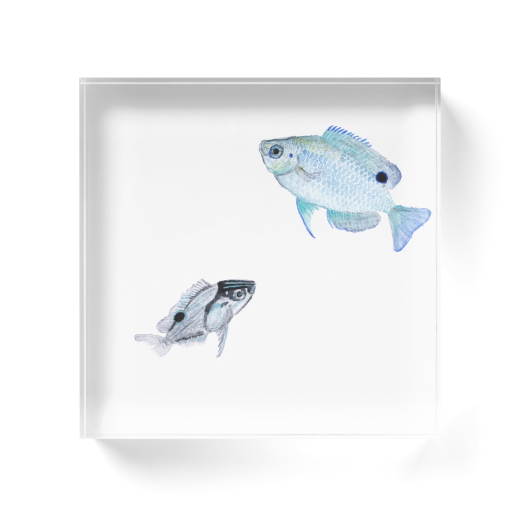 ナガサキスズメダイ*アクリルアクアリウム