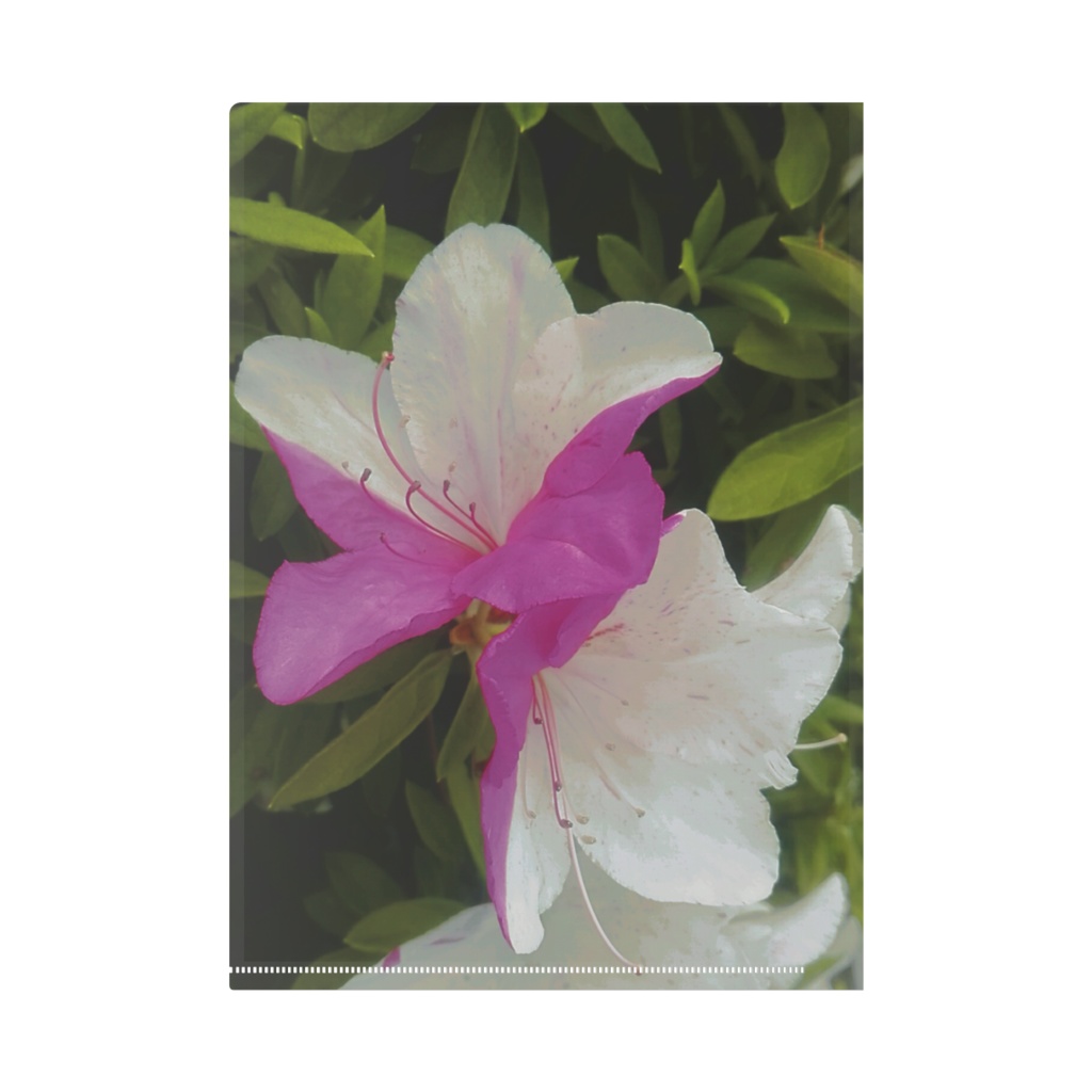 クリアファイル