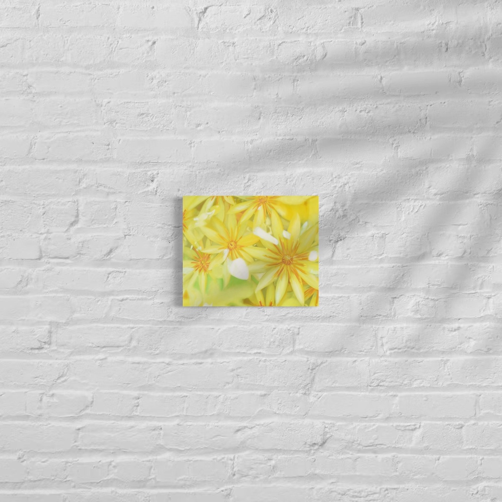 Sunny Flowers(ひなたのはな)