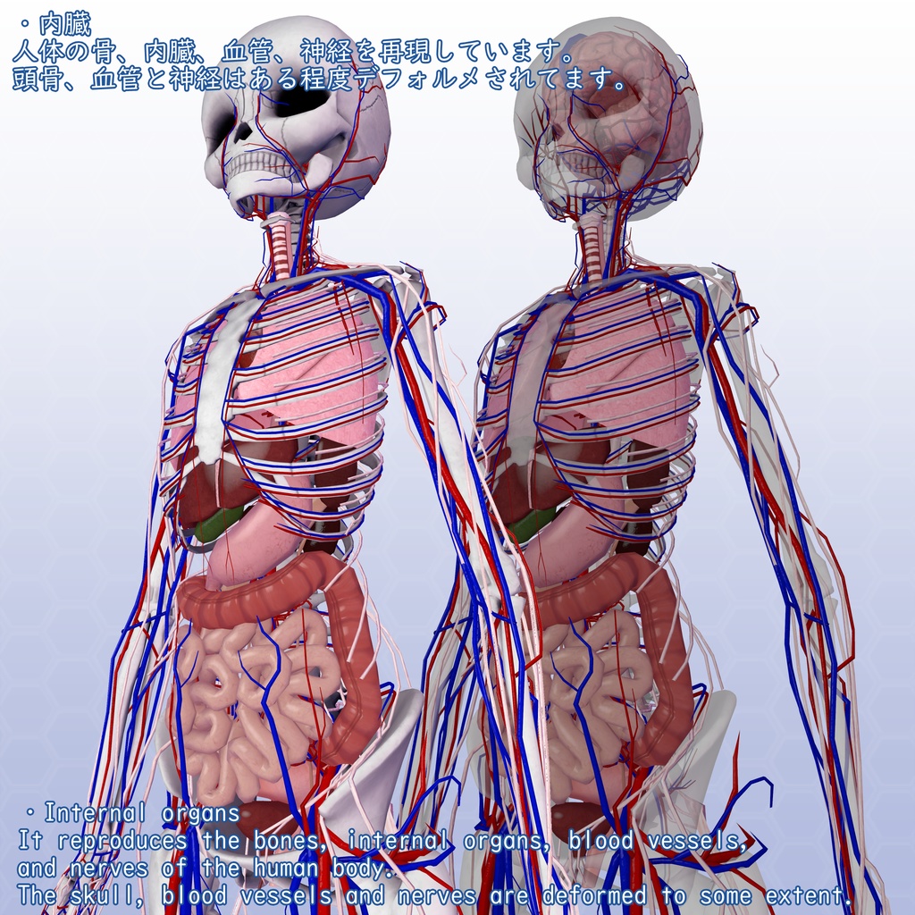 VRChatアバター 内臓(女性)Ver2