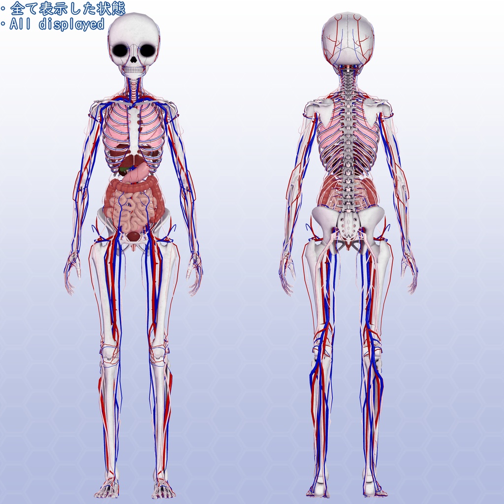 VRChatアバター 内臓(女性)Ver2
