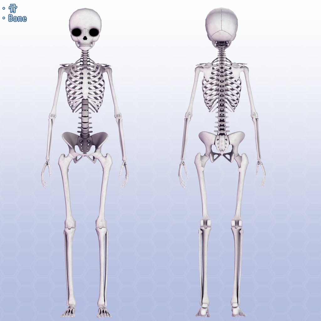 VRChatアバター 内臓(女性)Ver2