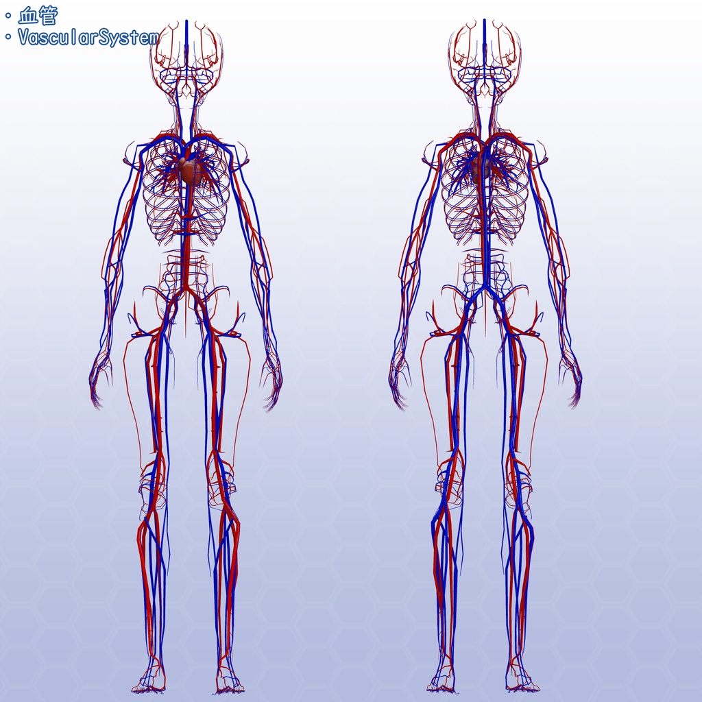 VRChatアバター 内臓(女性)Ver2