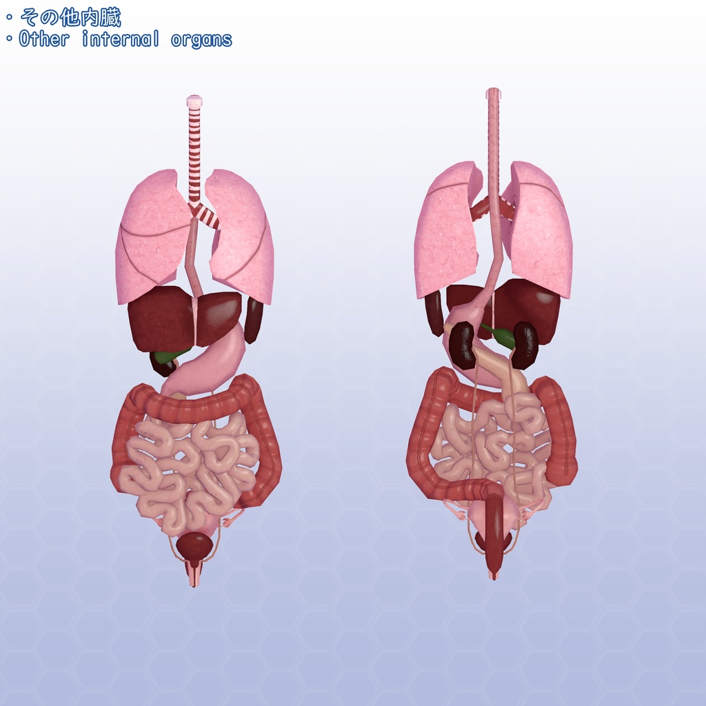 VRChatアバター 内臓(女性)Ver2