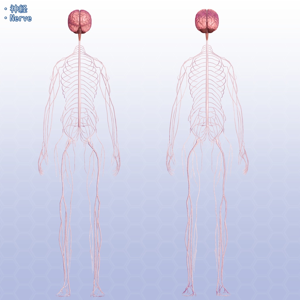 VRChatアバター 内臓(女性)Ver2