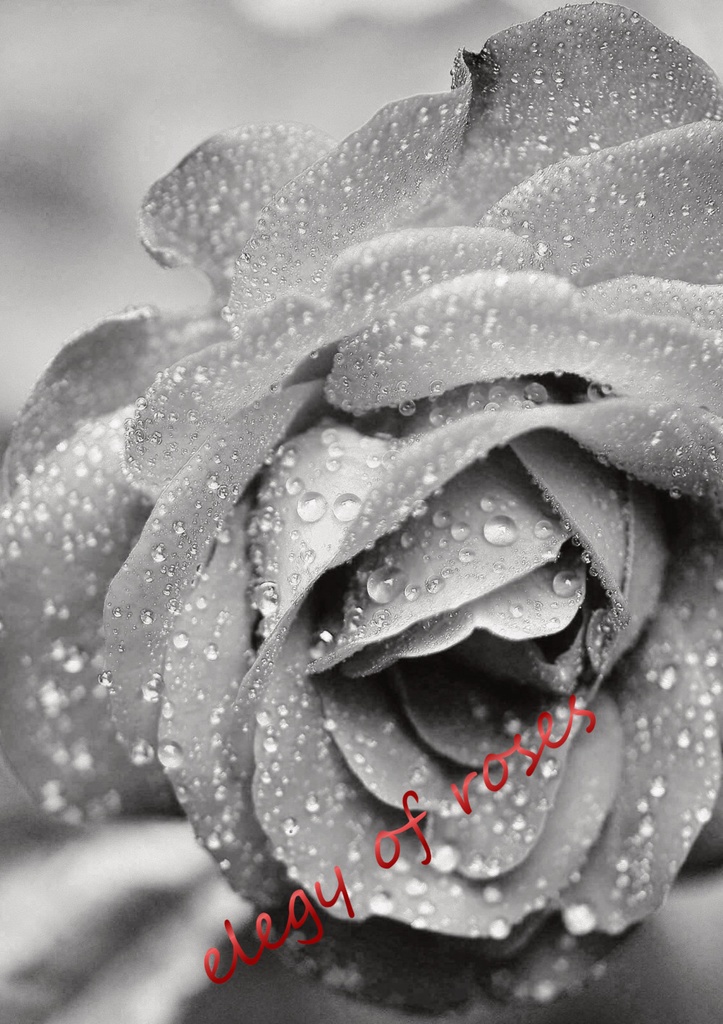 elegy of roses