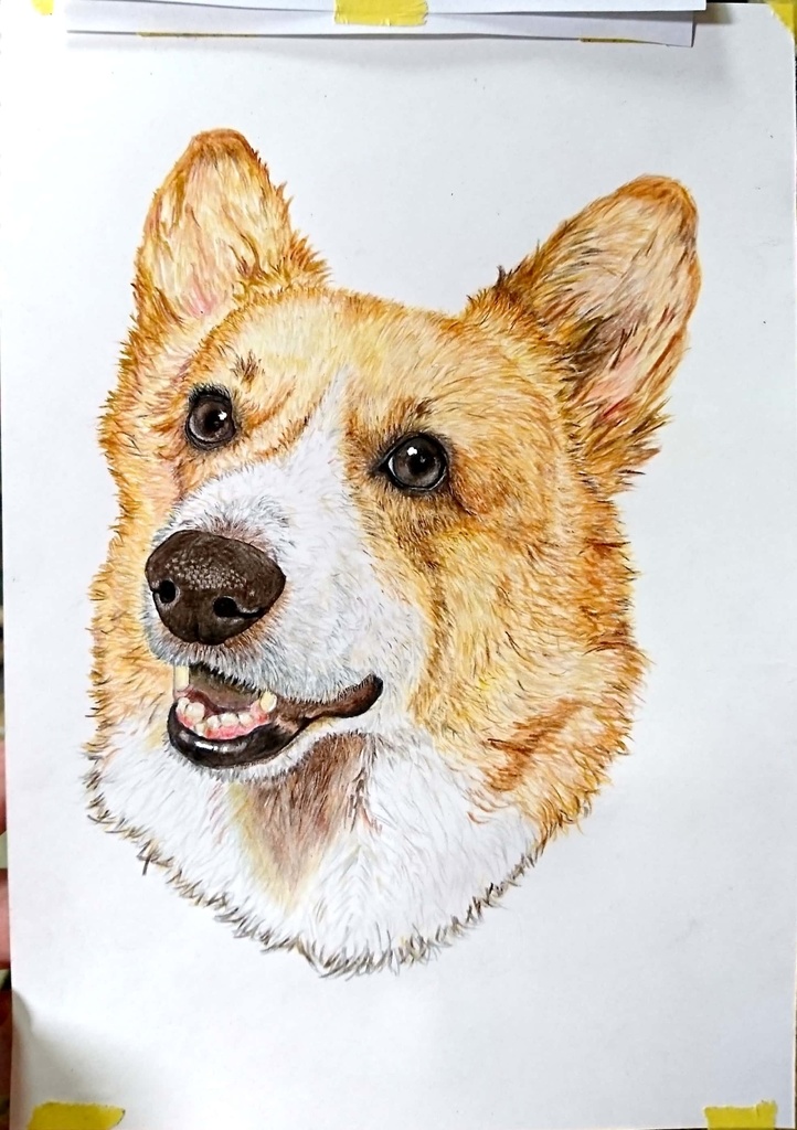 コーギー ウェルシュコーギー 犬 犬の絵 原画 絵画 鉛筆画 手描き 