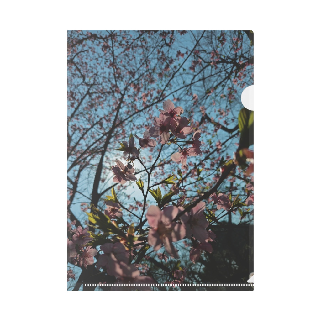 透き通った桜