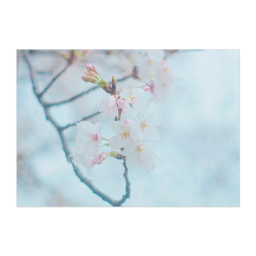 桜 パネル
