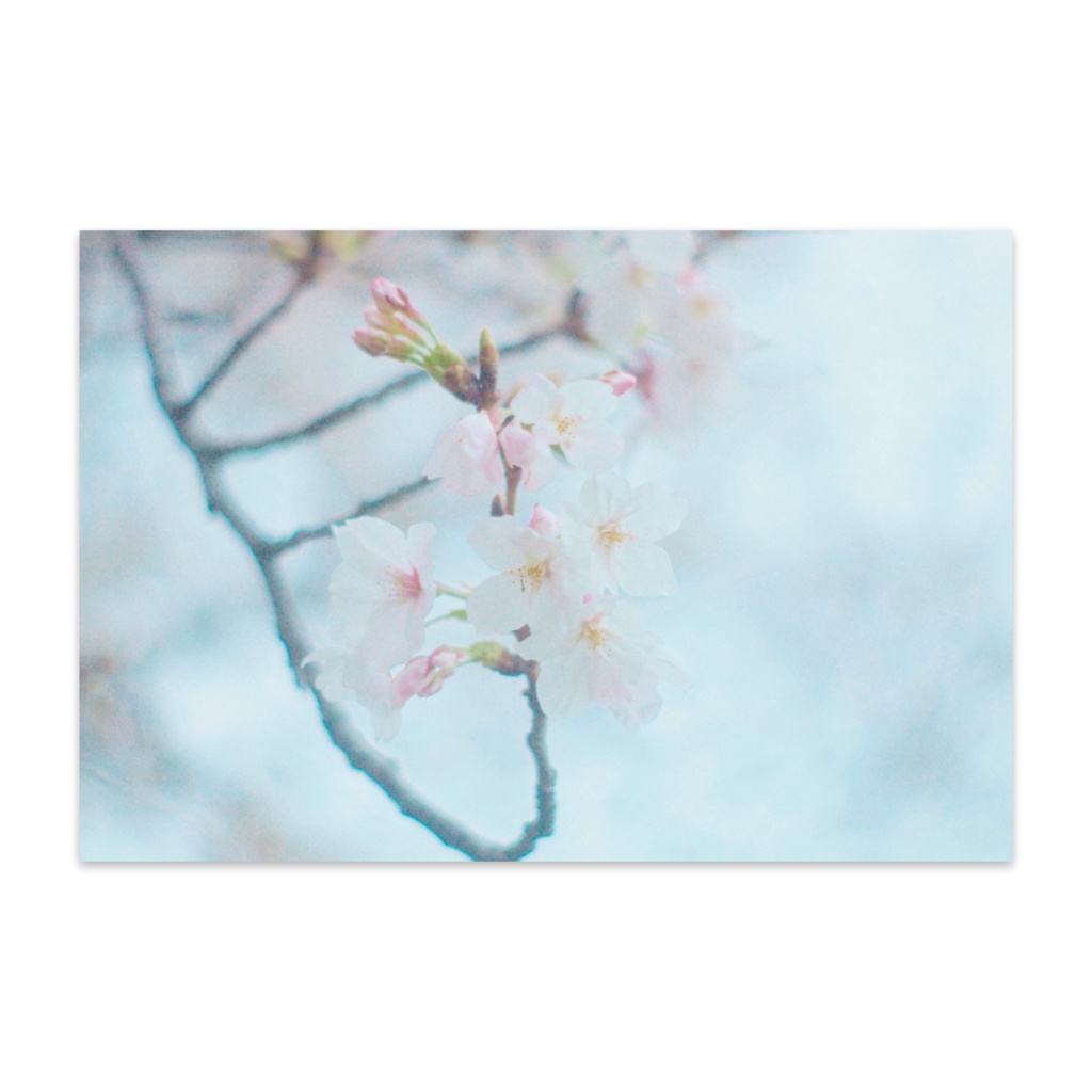 桜 ポストカード