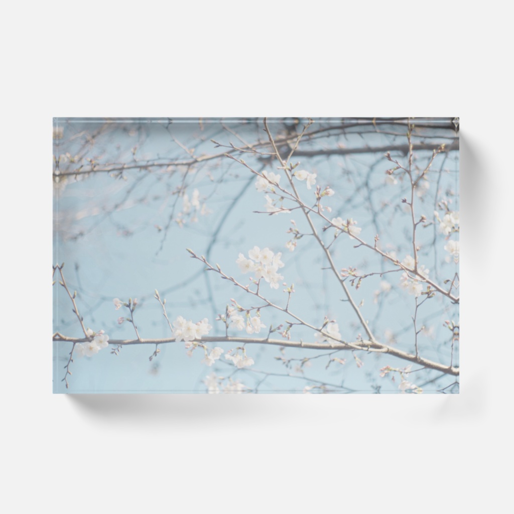 桜 アクリルブロック