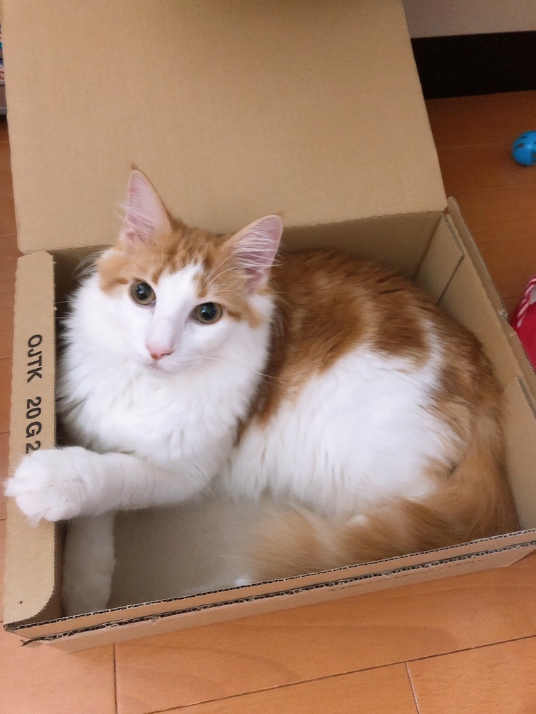 飼い猫「のるちゃん」のA4ラミネート写真