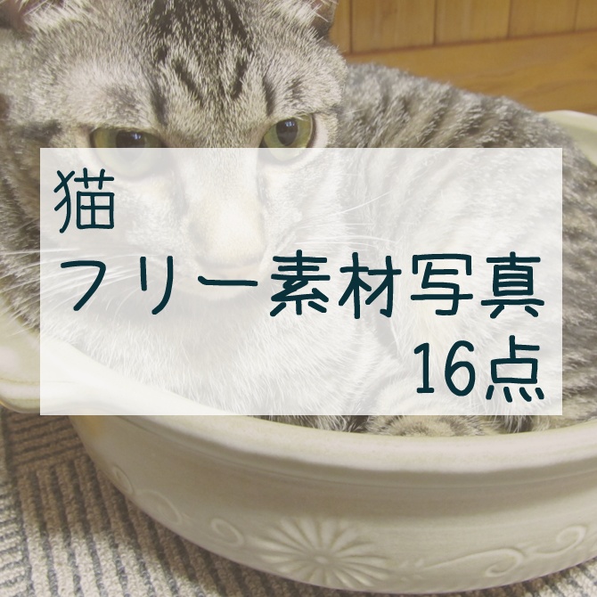 無料写真素材：猫