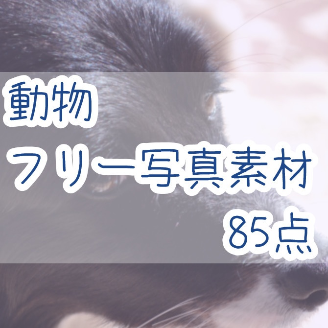 無料写真素材：動物