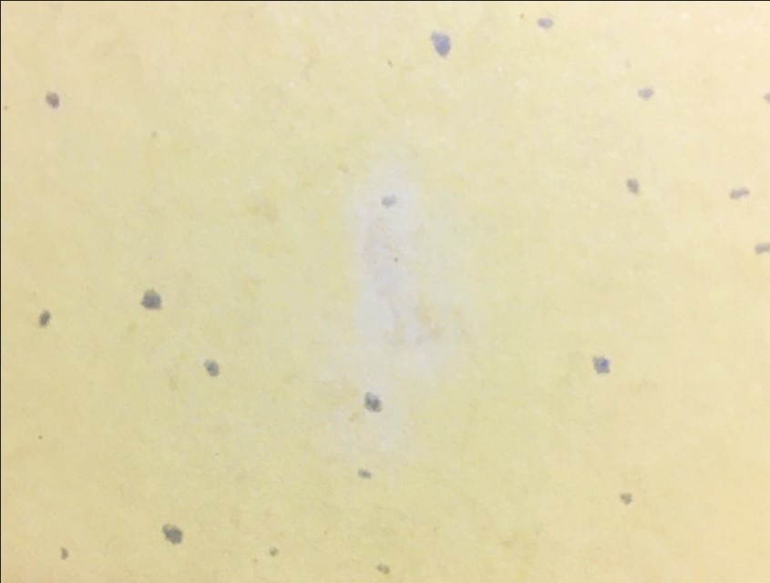 同人手描きイラスト原画(ミニ色紙)『ブルーアーカイブ』(ブルアカ) 砂狼シロコ