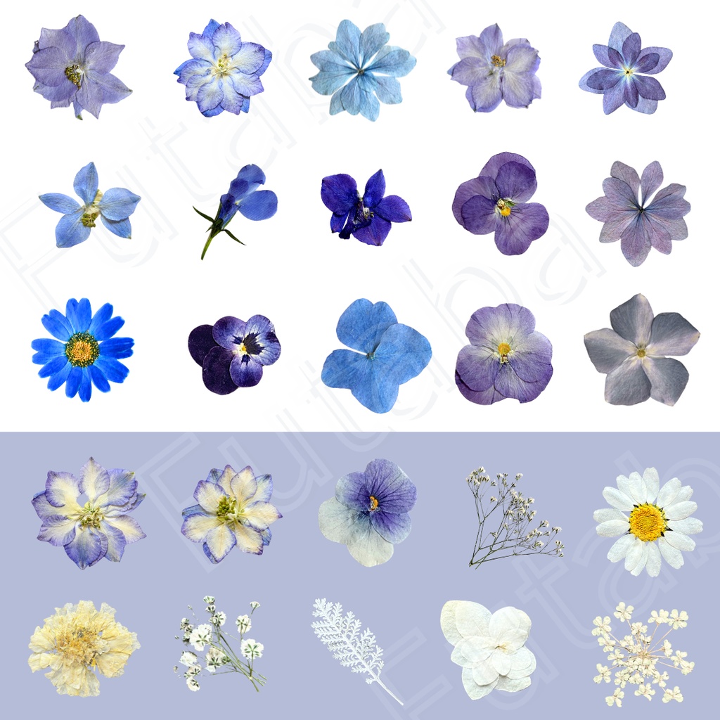 【押し花PNG素材】ブルー系25点+リース+コーナー|創作・同人・表紙に使える透過セット