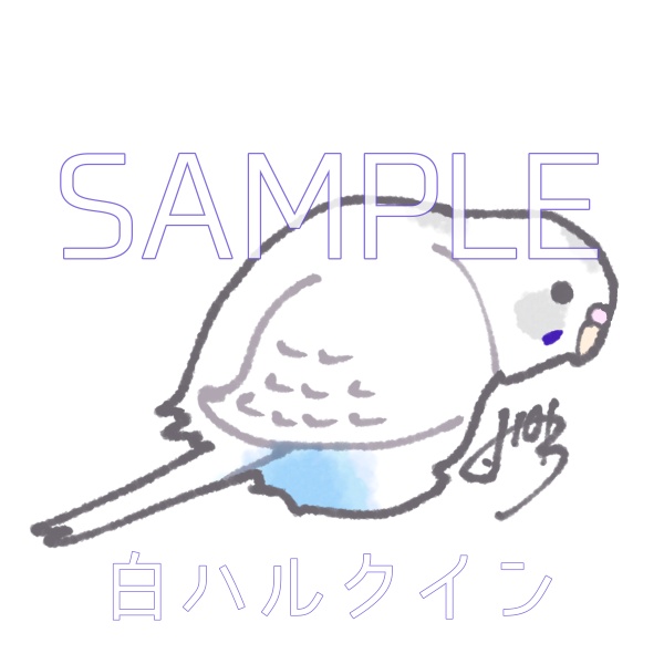 セキセイシンプル(1羽)