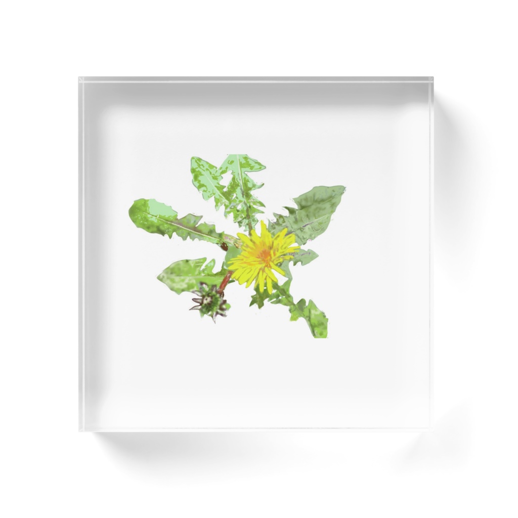 1輪のタンポポのアクリルブロック