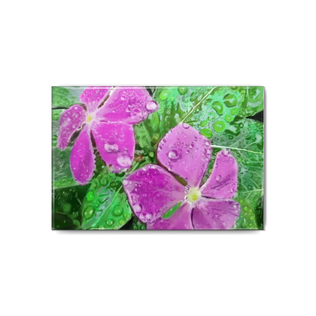 雨に濡れるニチニチソウの缶バッチ