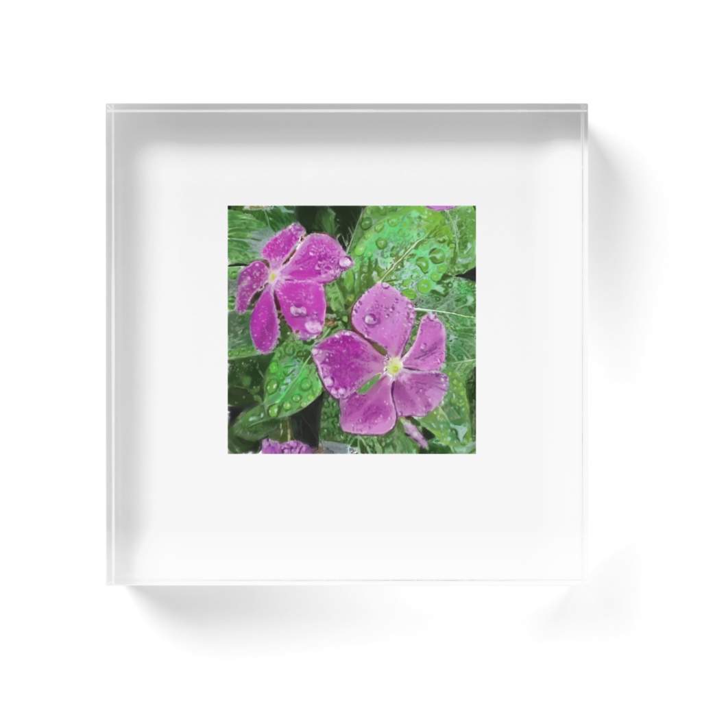 雨に濡れるニチニチソウのアクリルブロック