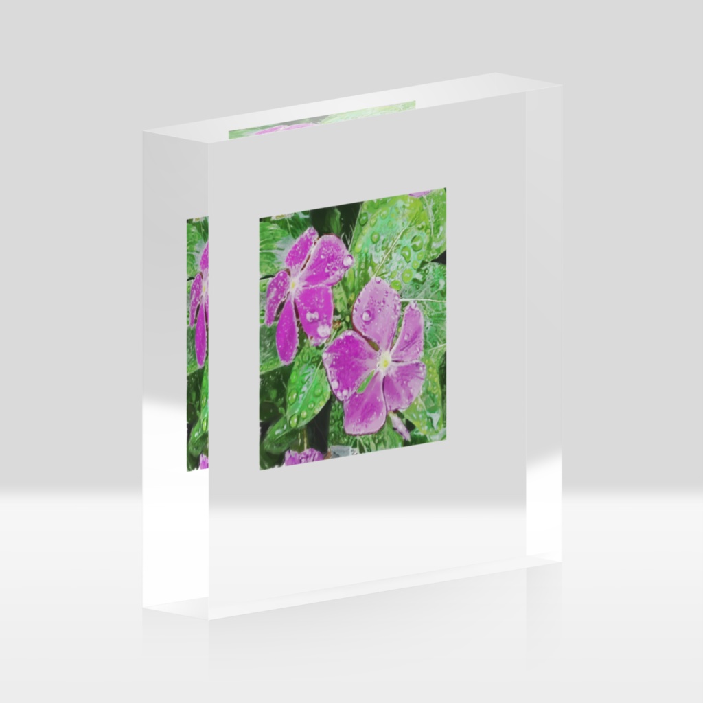 雨に濡れるニチニチソウのアクリルブロック