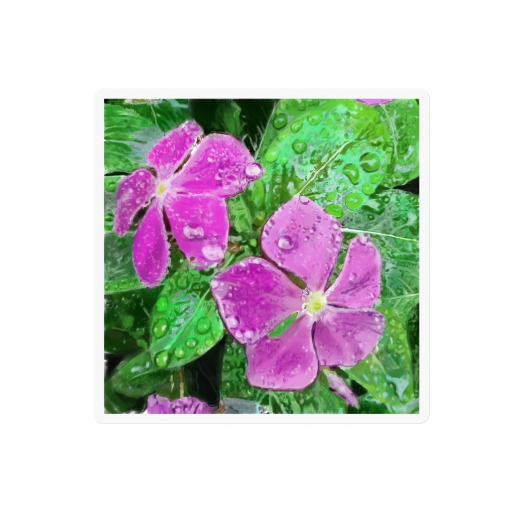 雨に濡れるニチニチソウのステッカー