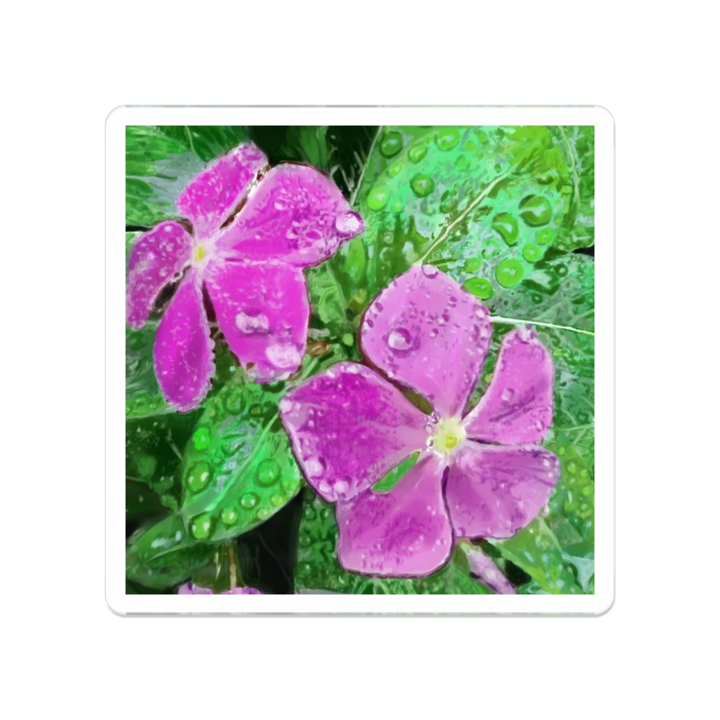 雨に濡れるニチニチソウのアクリルバッチ