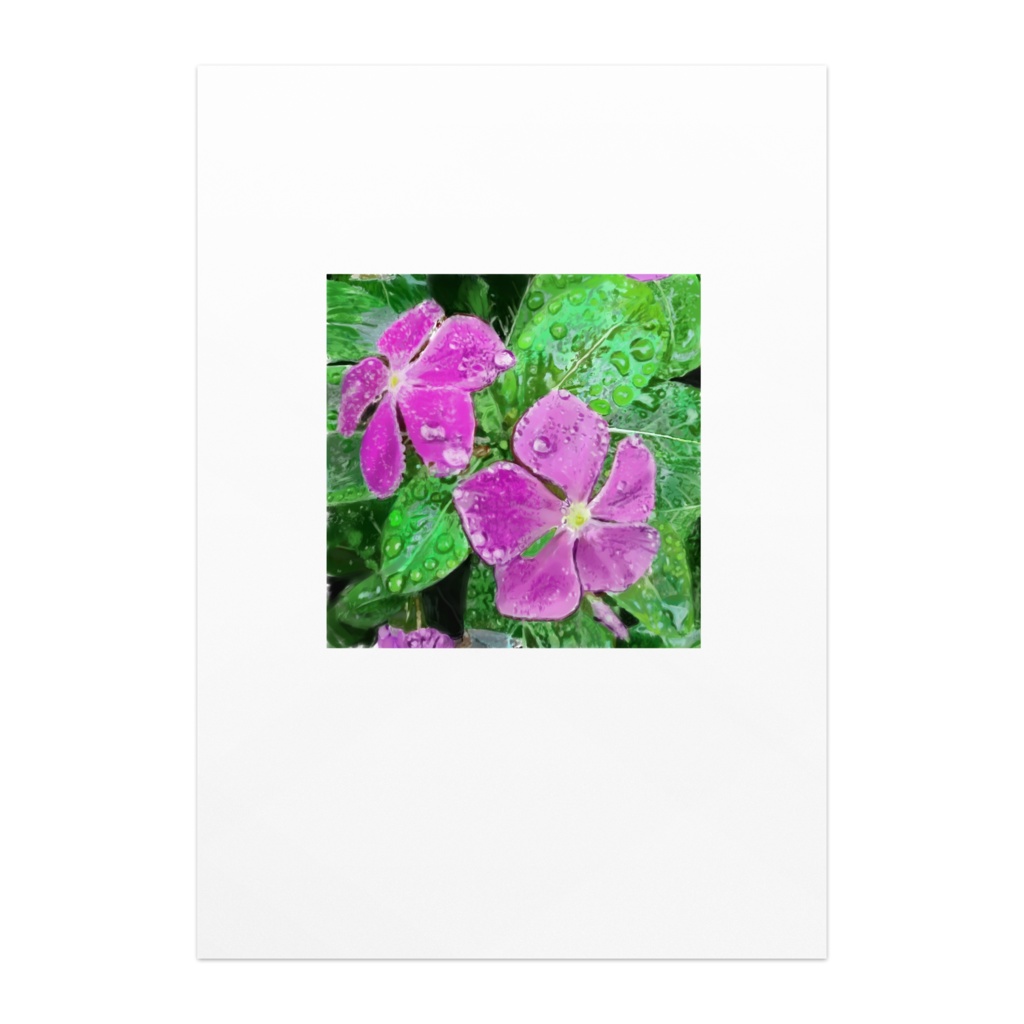 雨に濡れるニチニチソウのポスター