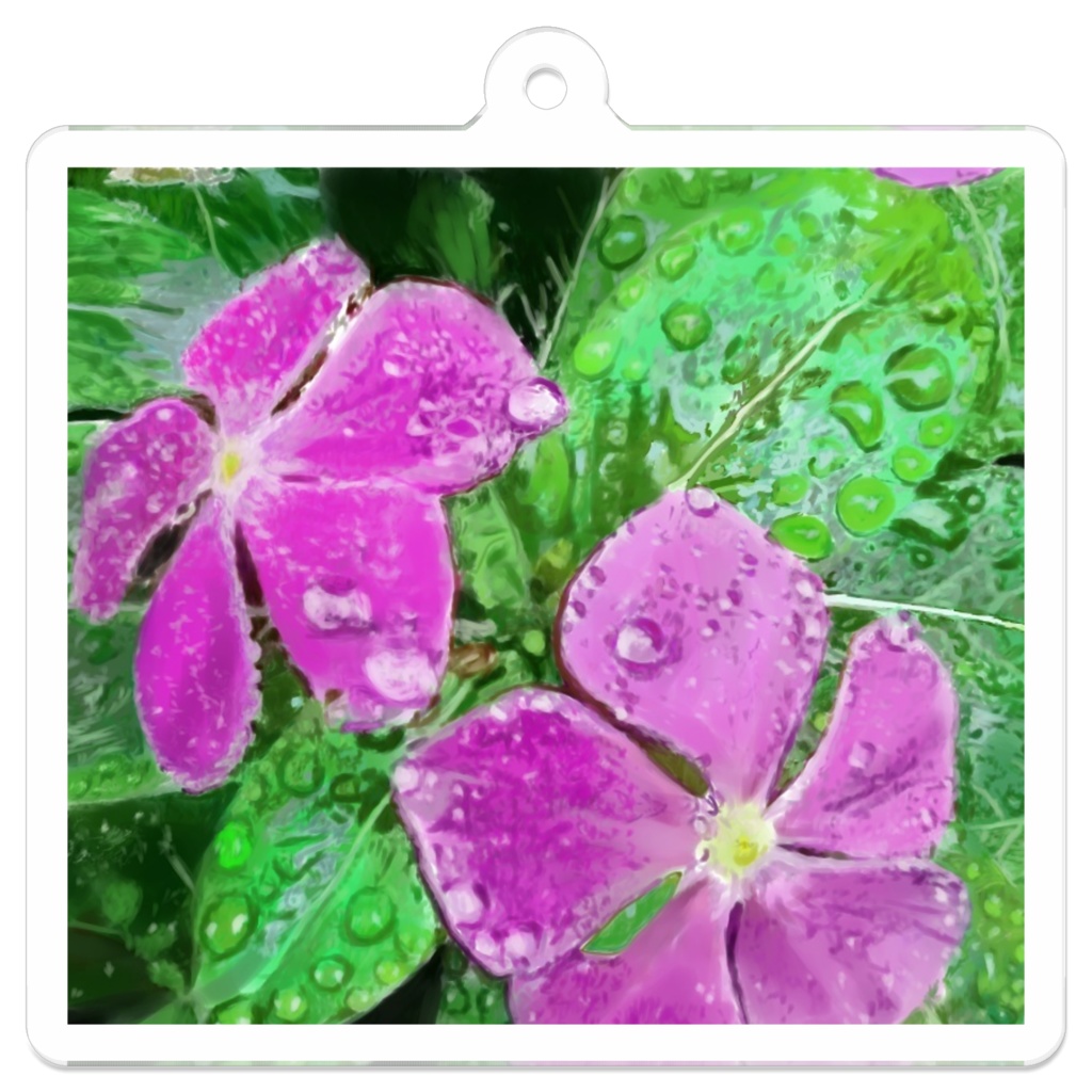 雨に濡れるニチニチソウのアクリルキーホルダー