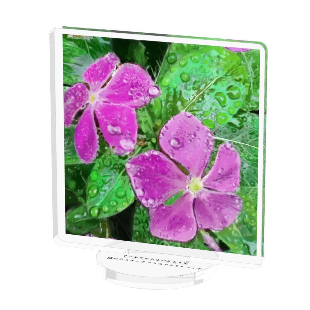 雨に濡れるニチニチソウのアクリルフィギュア