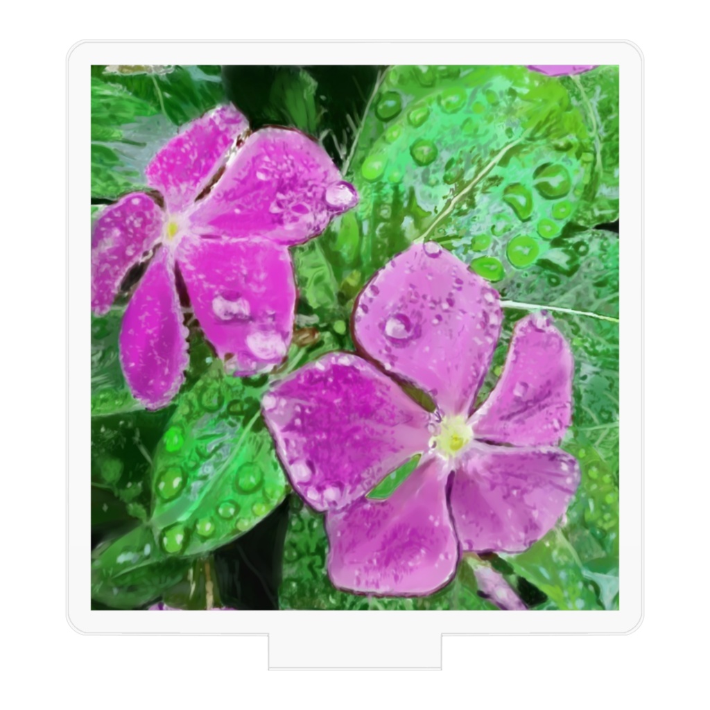 雨に濡れるニチニチソウのアクリルフィギュア