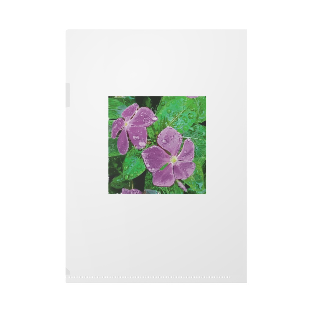 雨に濡れる紫君子欄とニチニチソウのクリアファイル