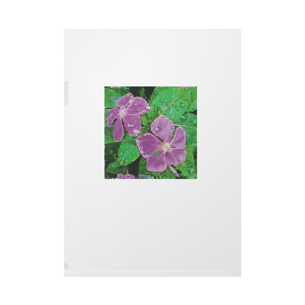 マリーゴールドとニチニチソウのクリアファイル