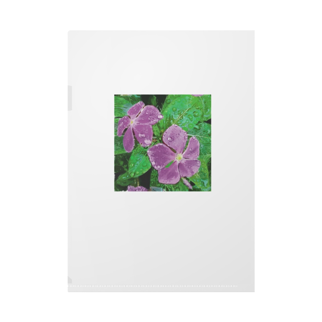 タチアオイとニチニチソウのクリアファイル