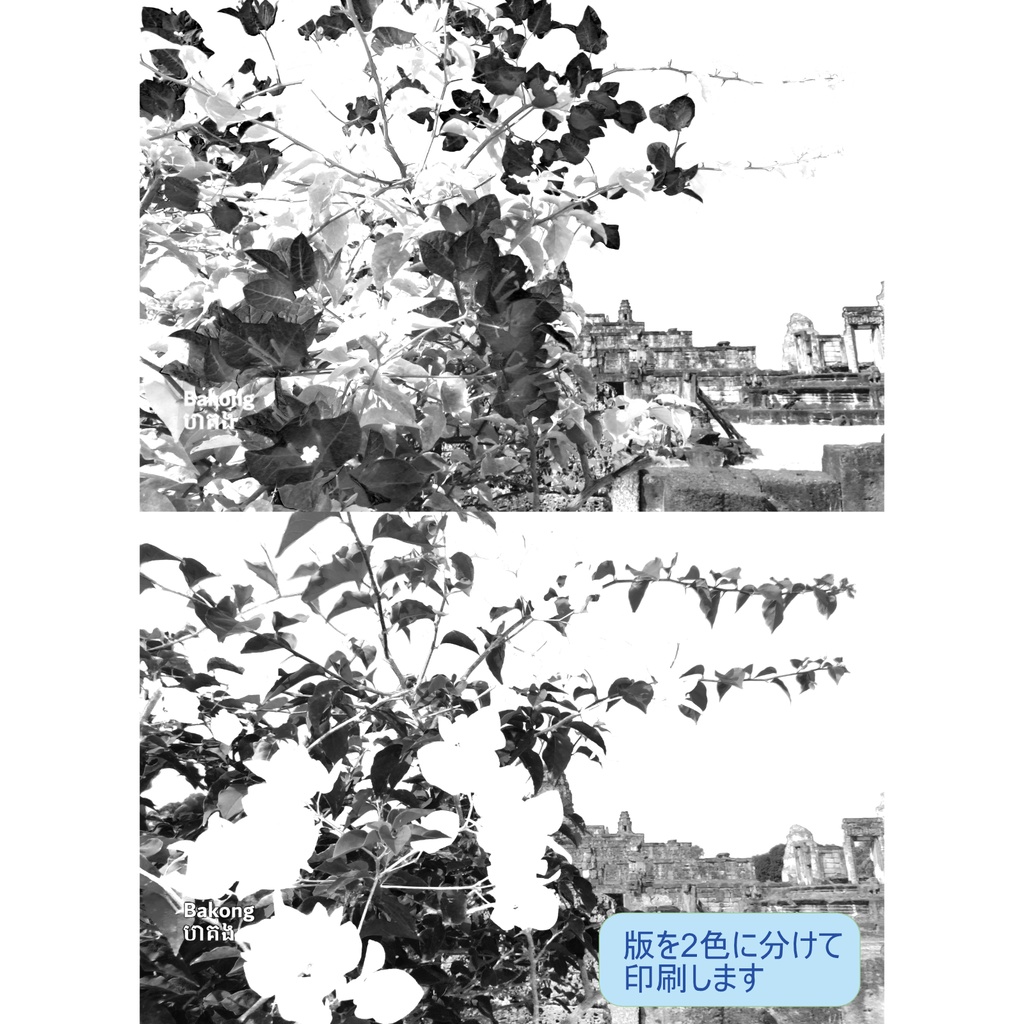 ポストカード 花開く