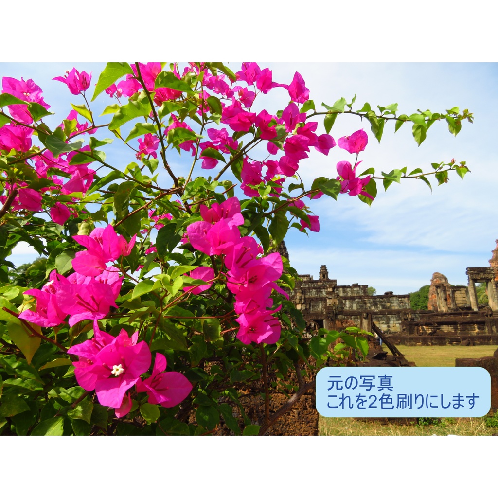 ポストカード 花開く