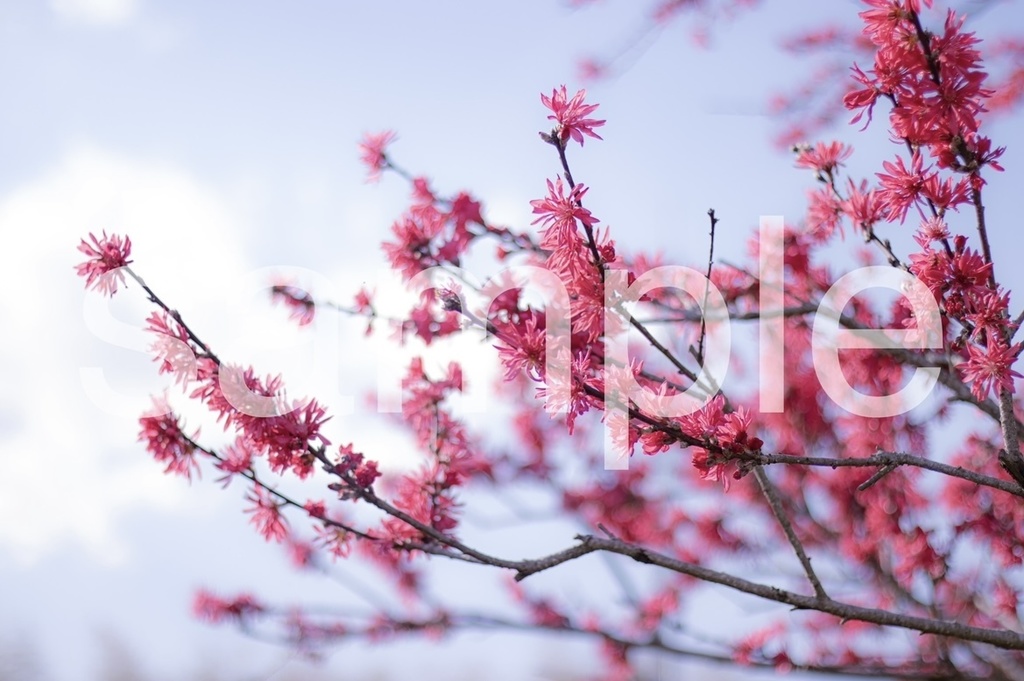 ポストカード(全8種)