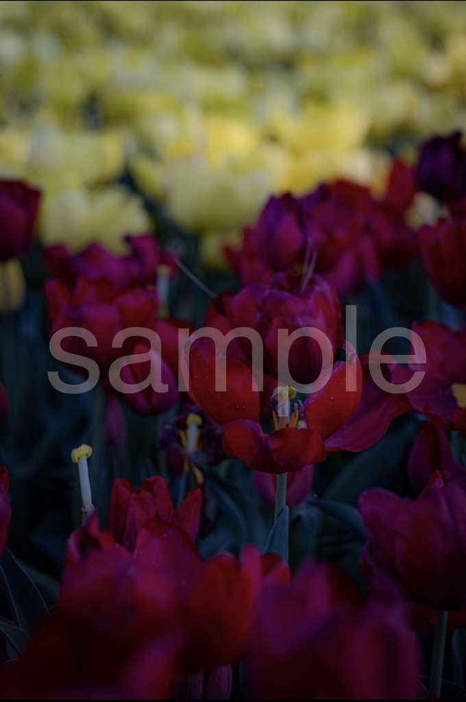 ポストカード(全8種)