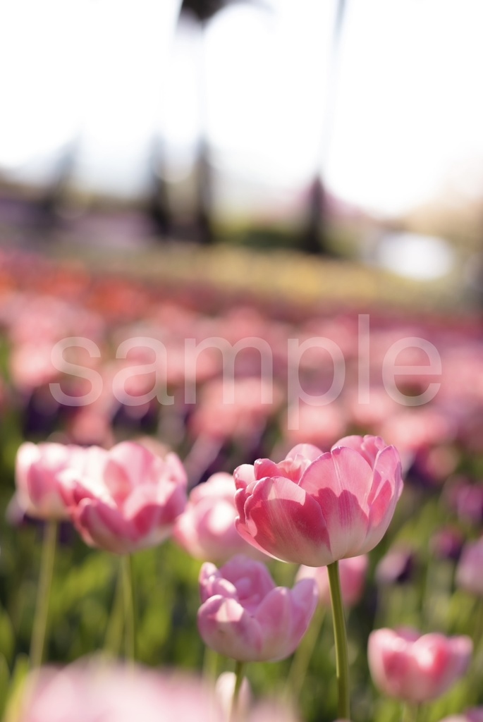 ポストカード(全8種)