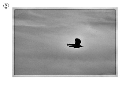 フォトカード(「剥離と骨」掲載作品写真)