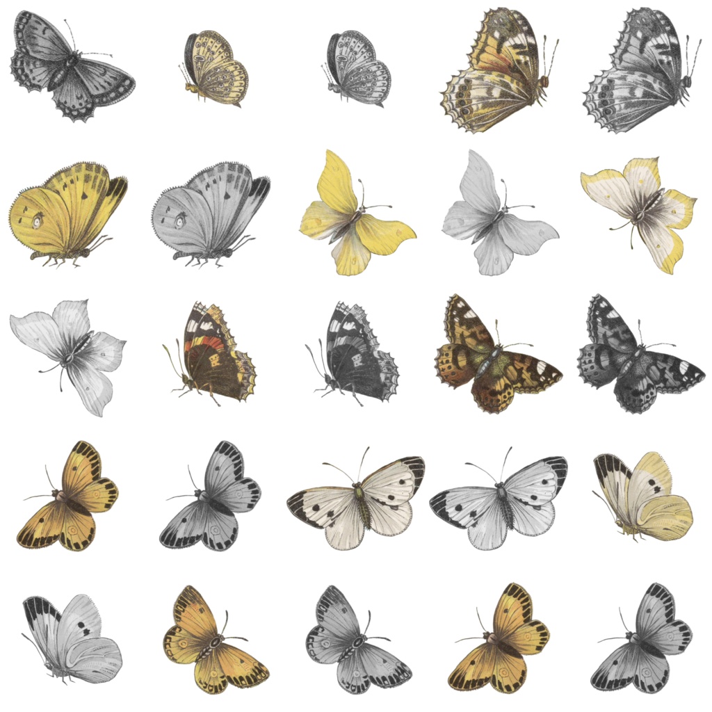 【素材(無償+α)】蝶・蛾 50種(おまけ:ゆる神話生物)