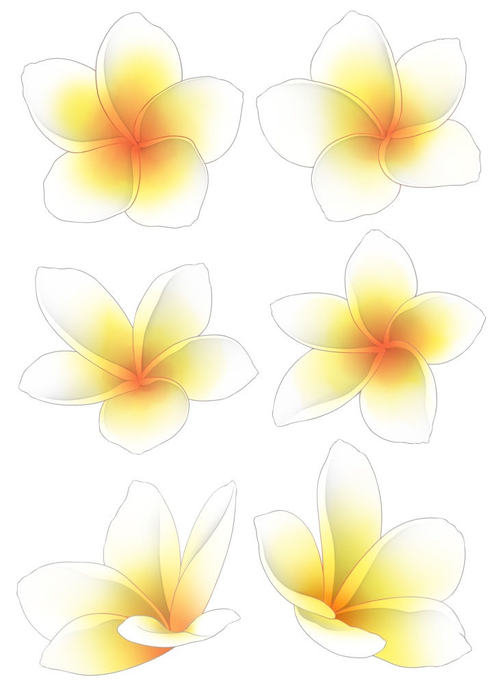 【花素材】プルメリア