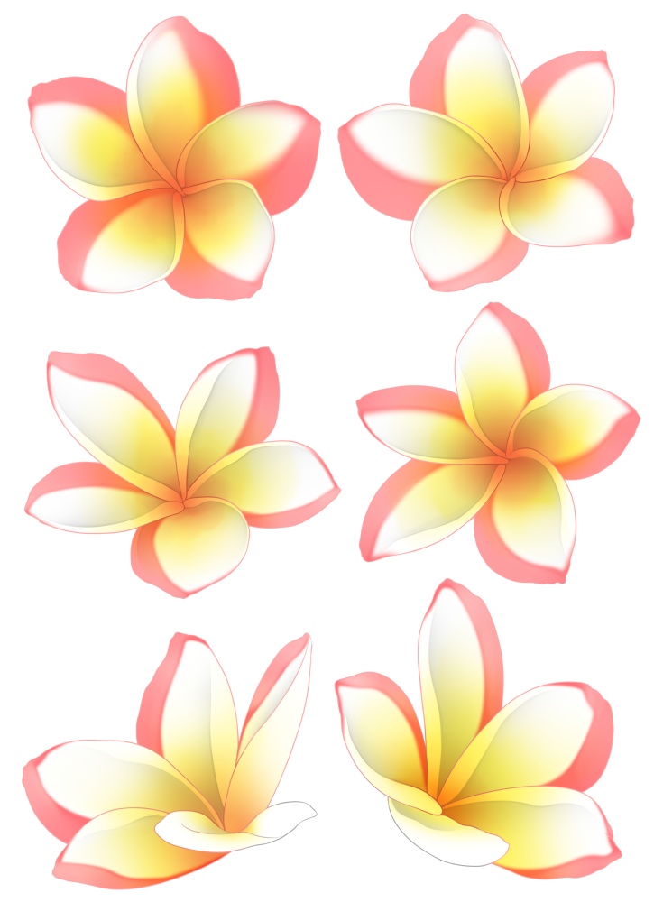 【花素材】プルメリア