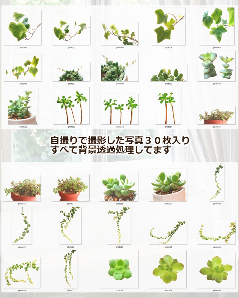 観葉植物*多肉植物写真素材