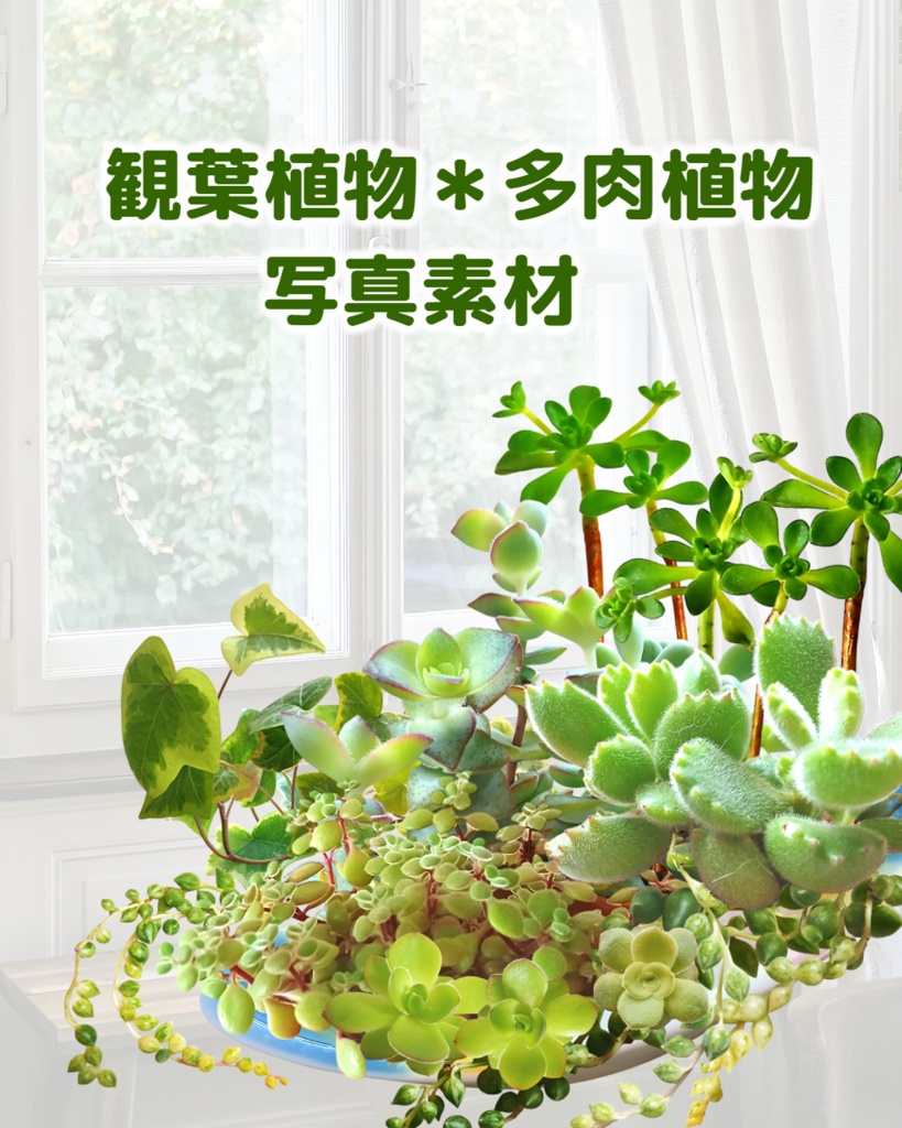 観葉植物＊多肉植物写真素材