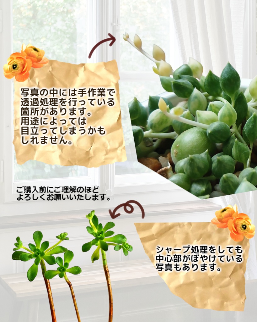 観葉植物*多肉植物写真素材