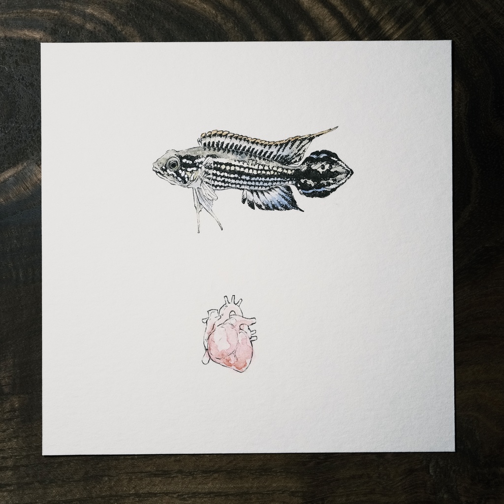 Apistogramma agassizii。