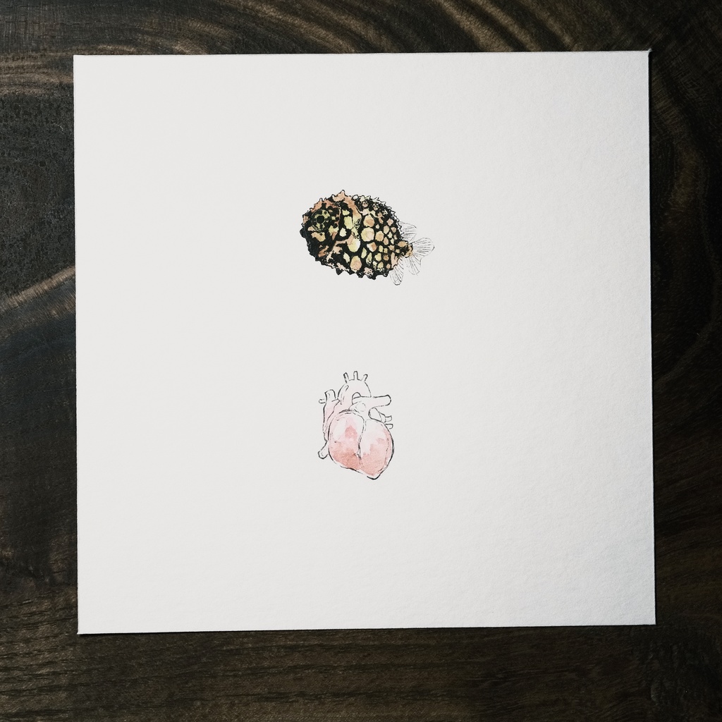 Monocentris japonica。