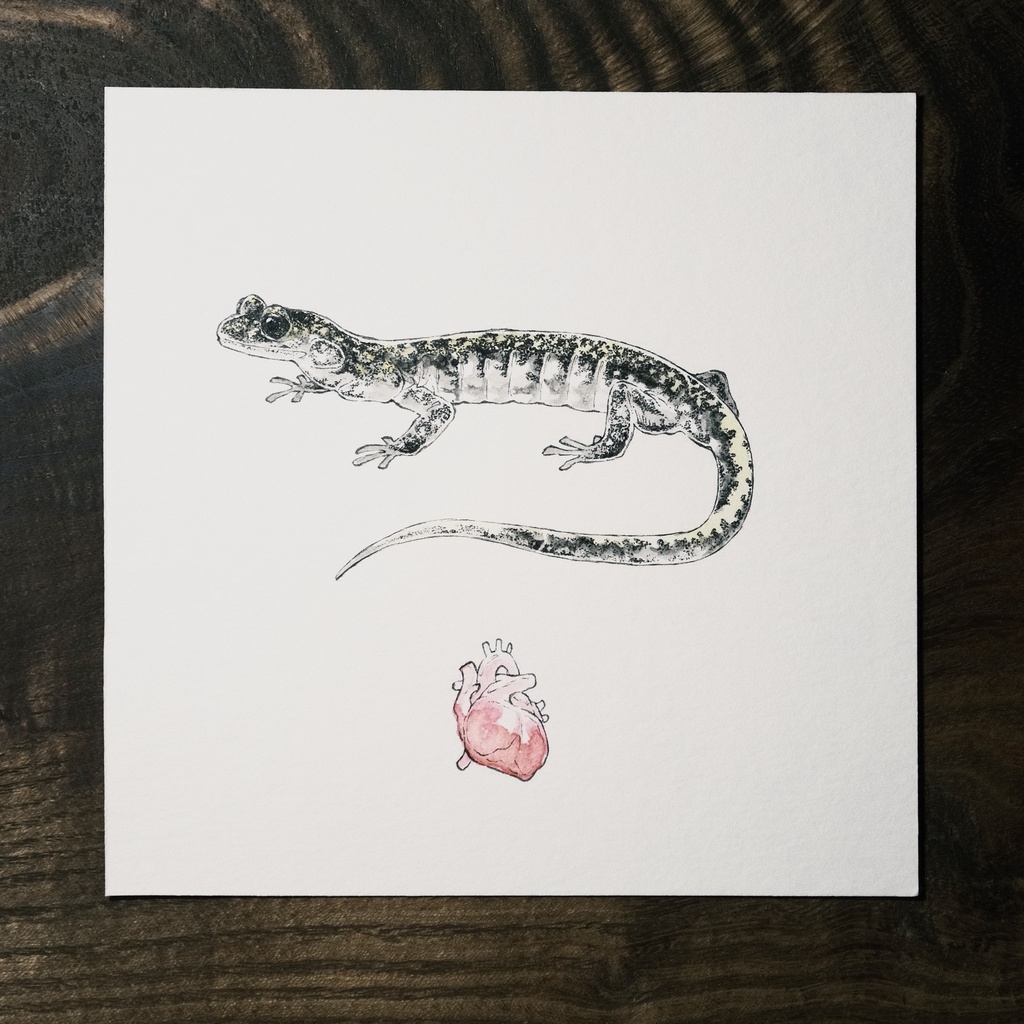 Onychodactylus japonicus。